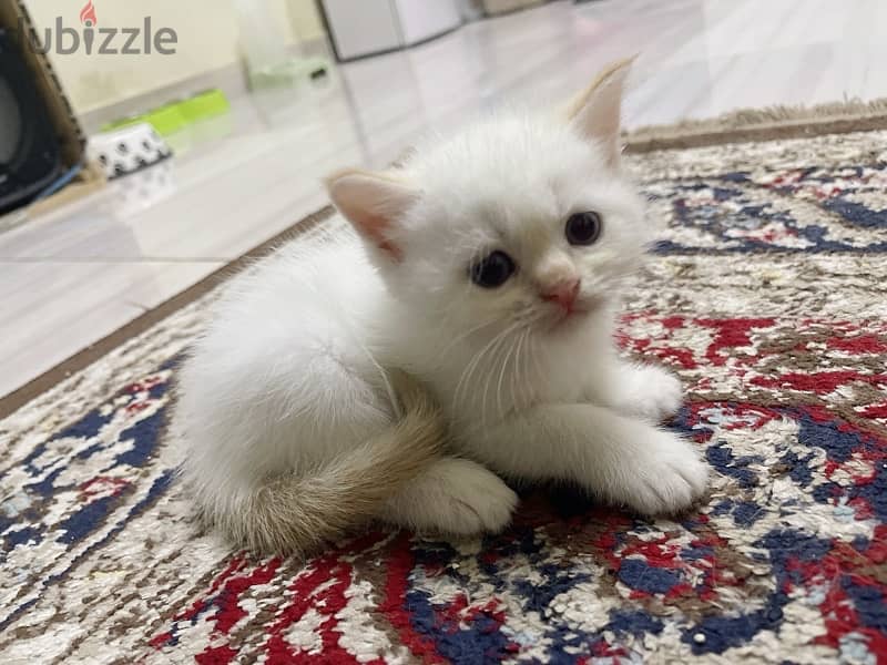 Kitten Persian 1