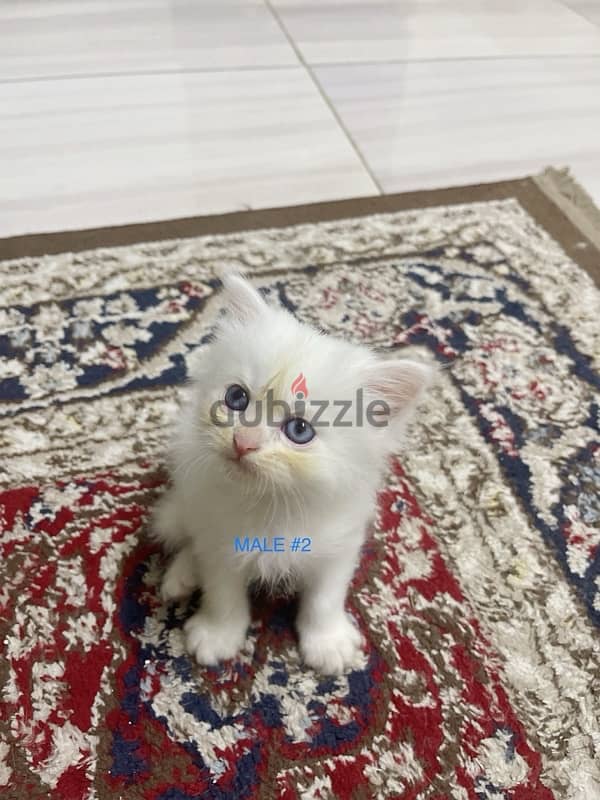 Kitten Persian 2