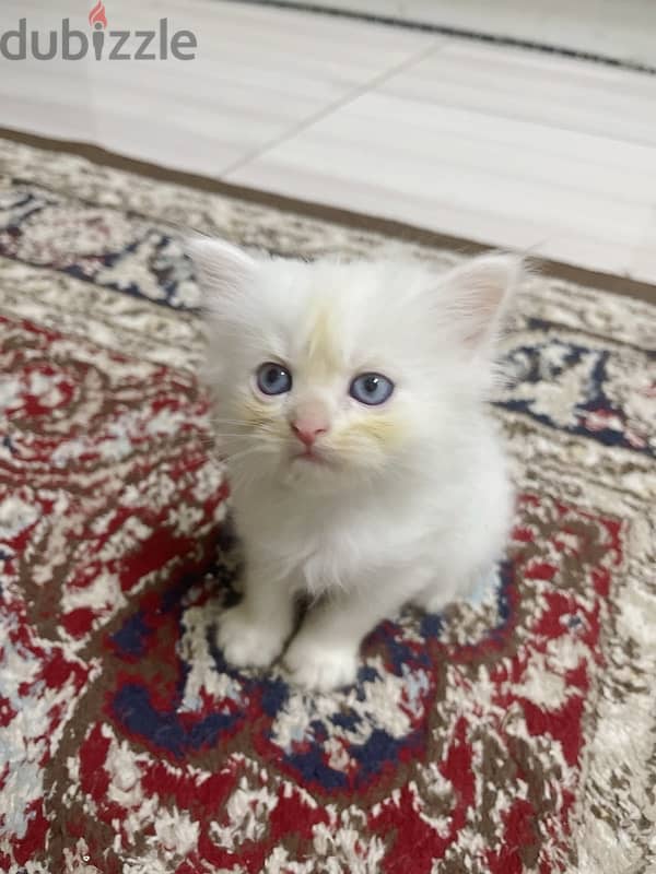 Kitten Persian 3