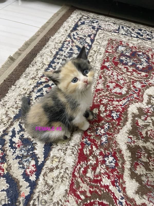 Kitten Persian 4