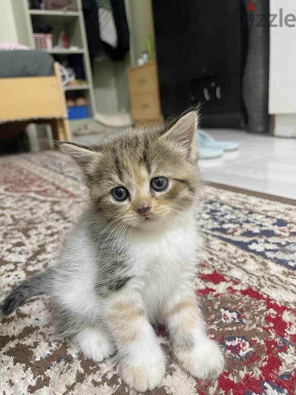 Kitten Persian 7