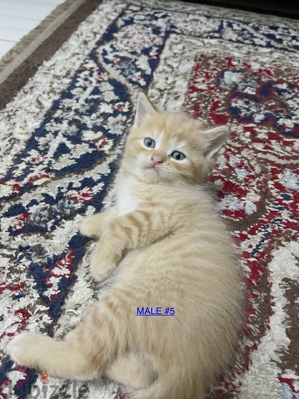 Kitten Persian 8