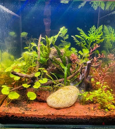 30*30*30 cm cube aquascaped aquarium for sale