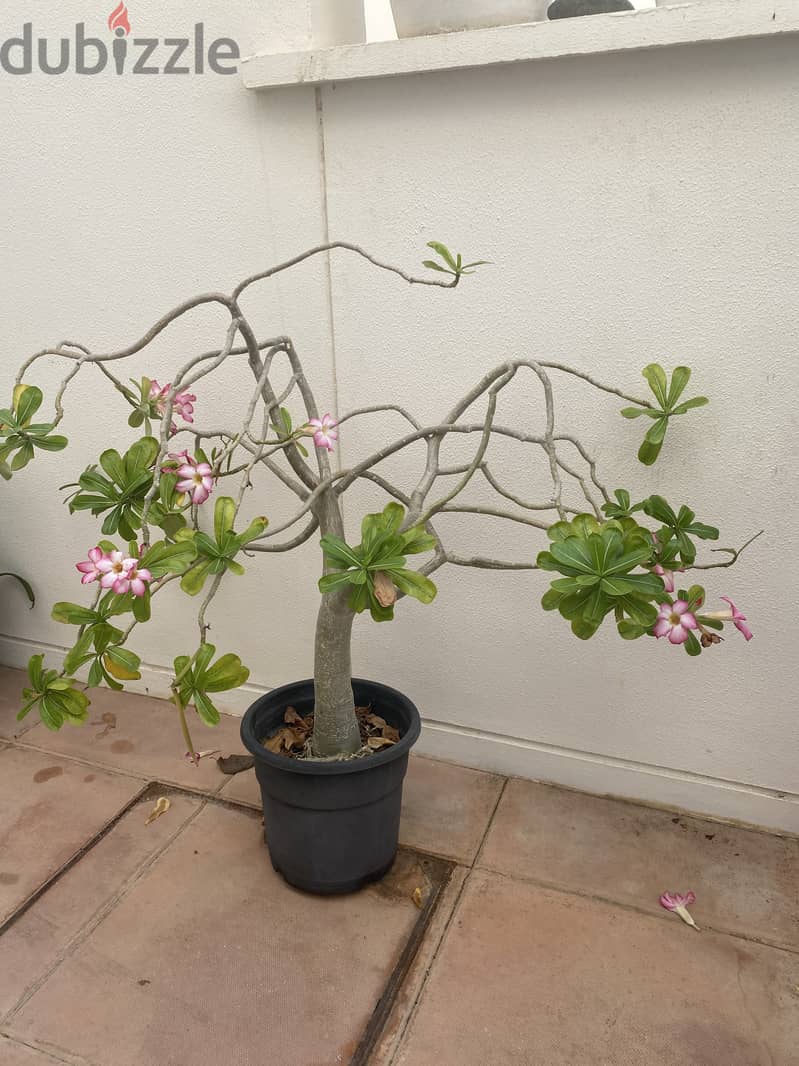 Desert rose 3