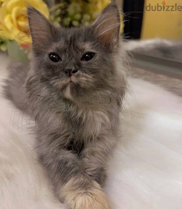 Persian Cat Female 1