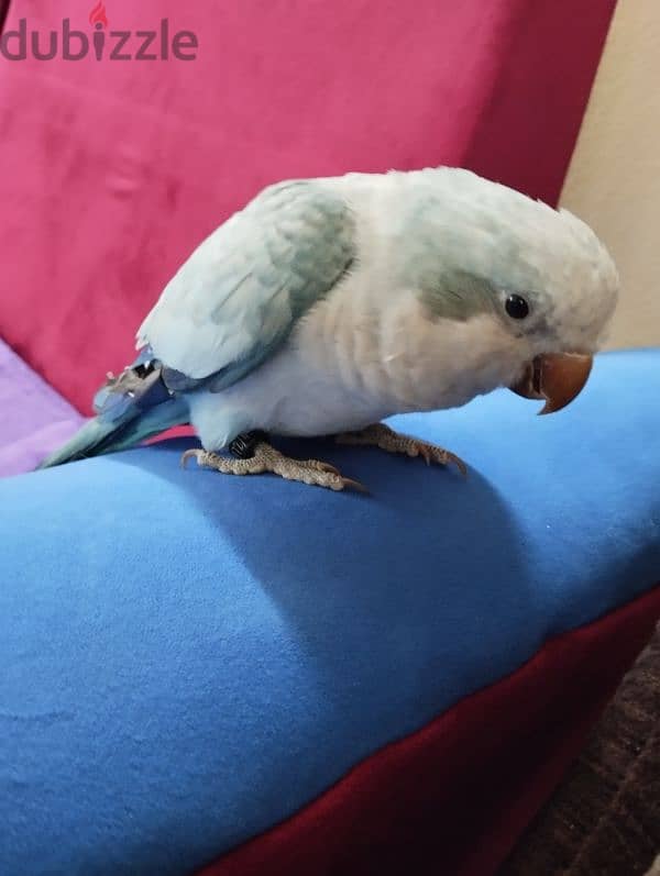 young cute quarker parrot 0