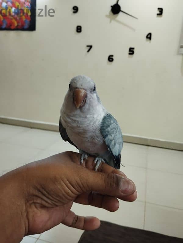 young cute quarker parrot 2