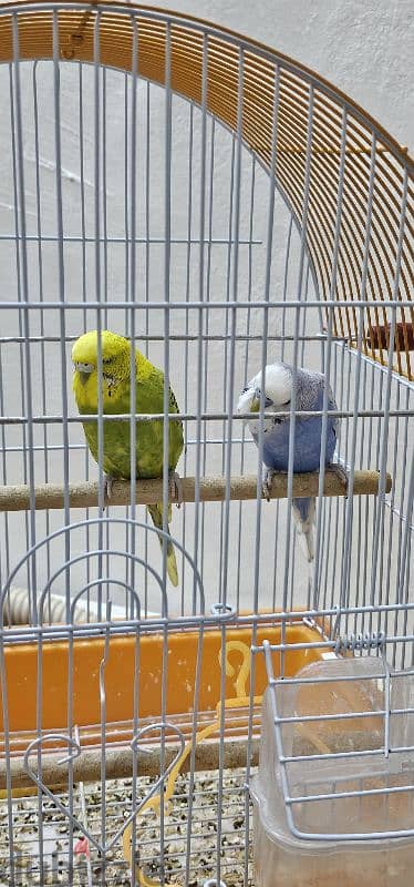 Love birds pair with cage 1