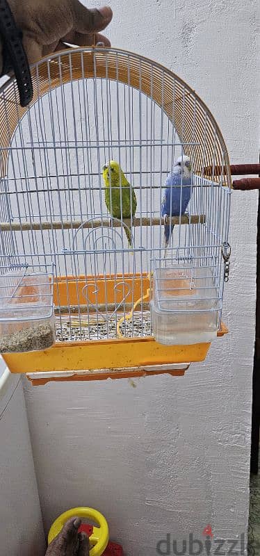 Love birds pair with cage 3