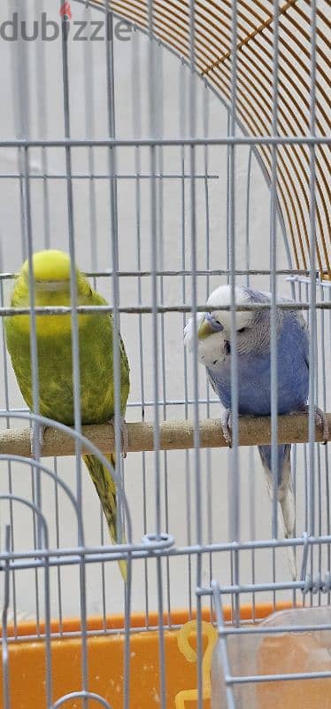 Love birds pair with cage 4