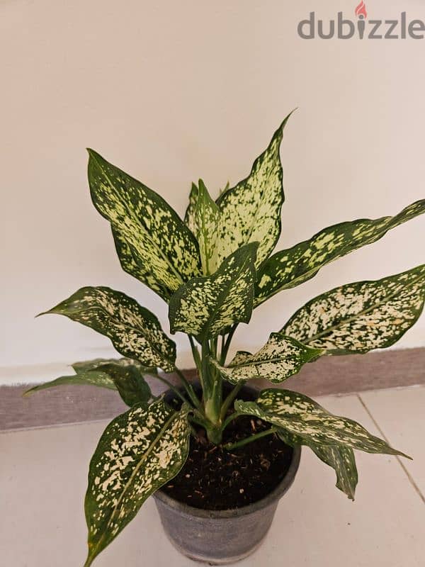 Aglonema plant for sale 2