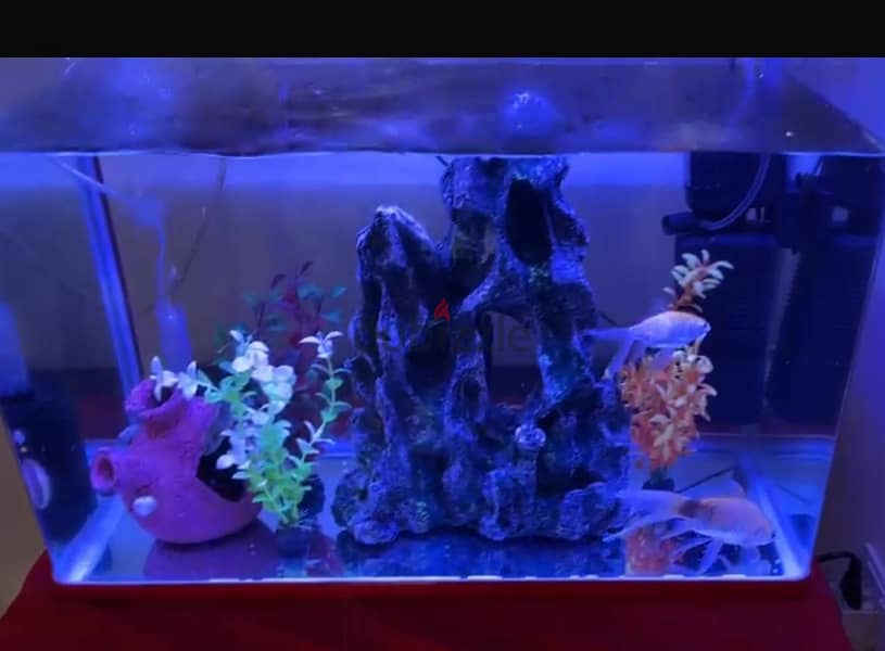 Fish Tank for Sale 0