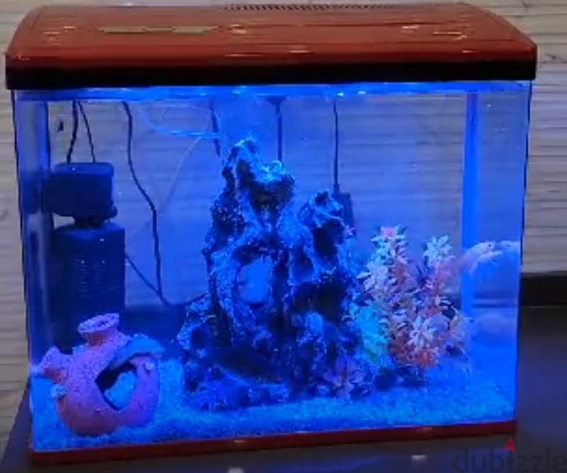 Fish Tank for Sale 1