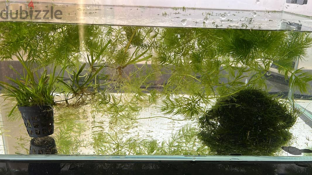 Aquarium Plants - Fox Tail , Java Moss 0