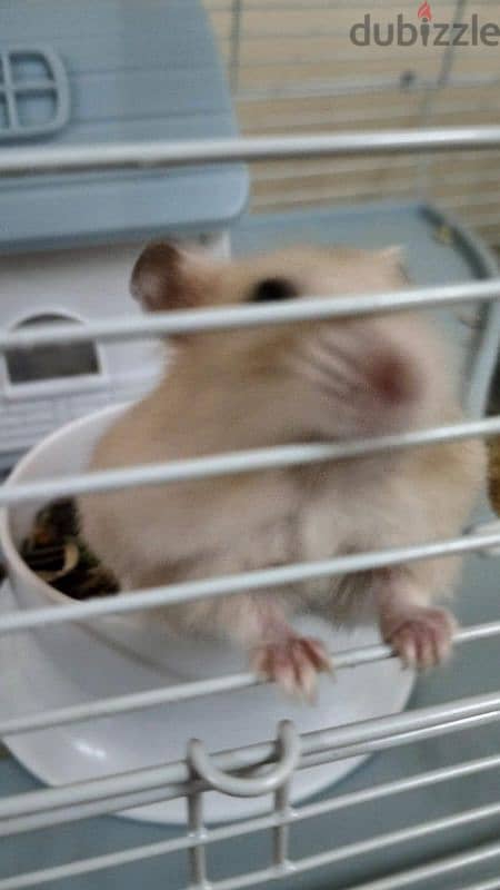 Hamster for sale 1