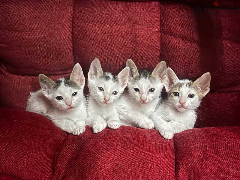 FREE adorable kittens up for adoption 0