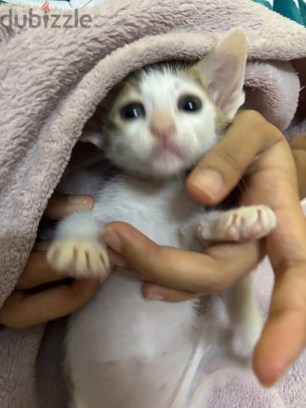 FREE adorable kittens up for adoption 2