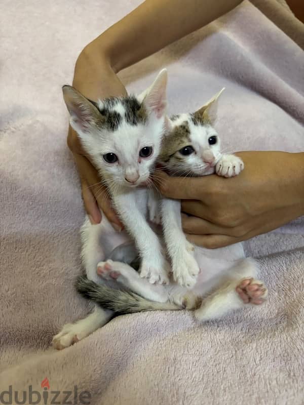 FREE adorable kittens up for adoption 5