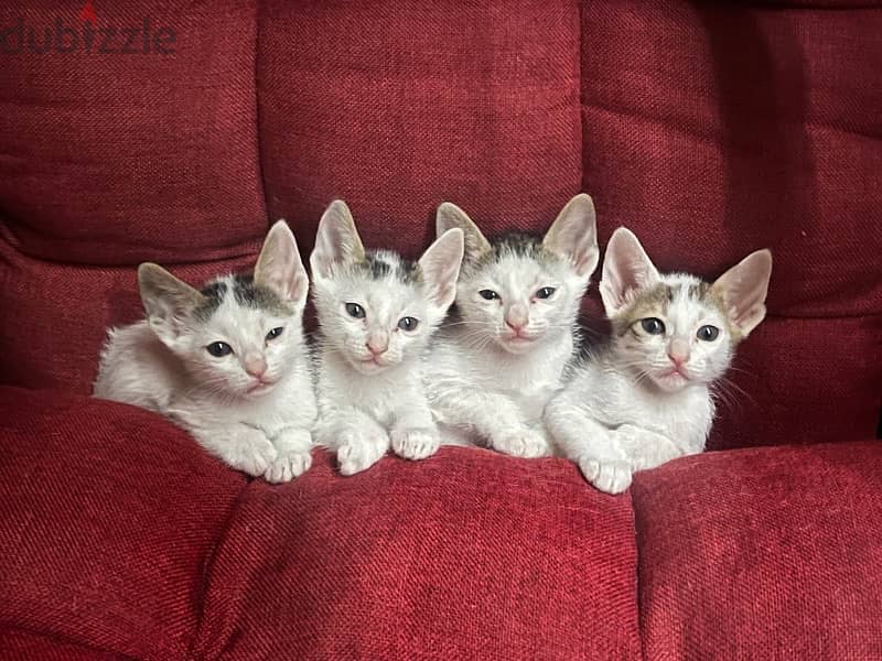 FREE adorable kittens up for adoption 6