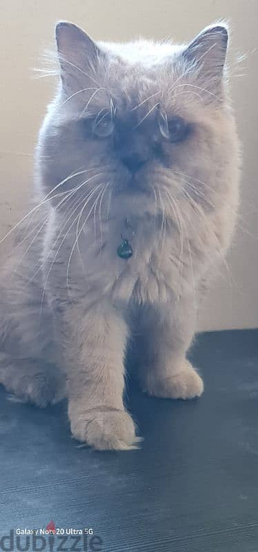 hamalyan Persian male cat 1