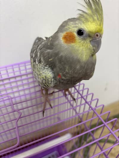 Cockatiel