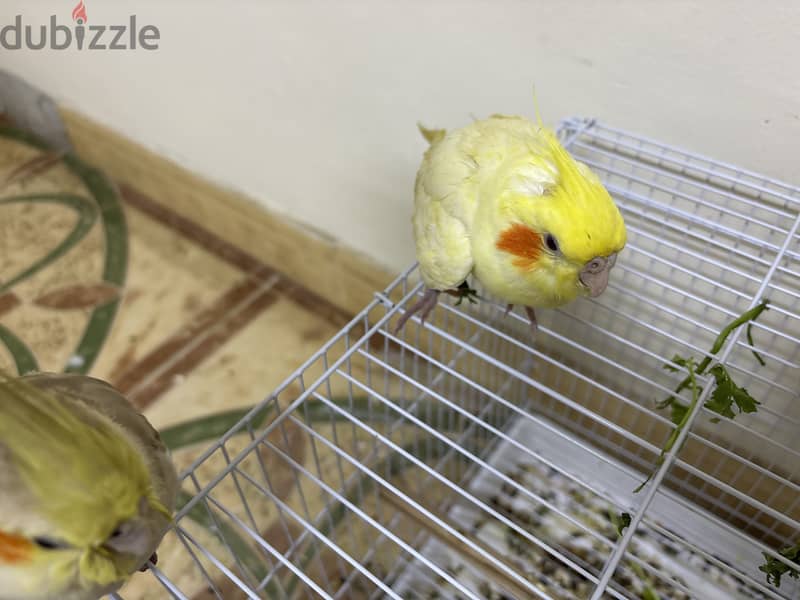 Cockatiel birds 1