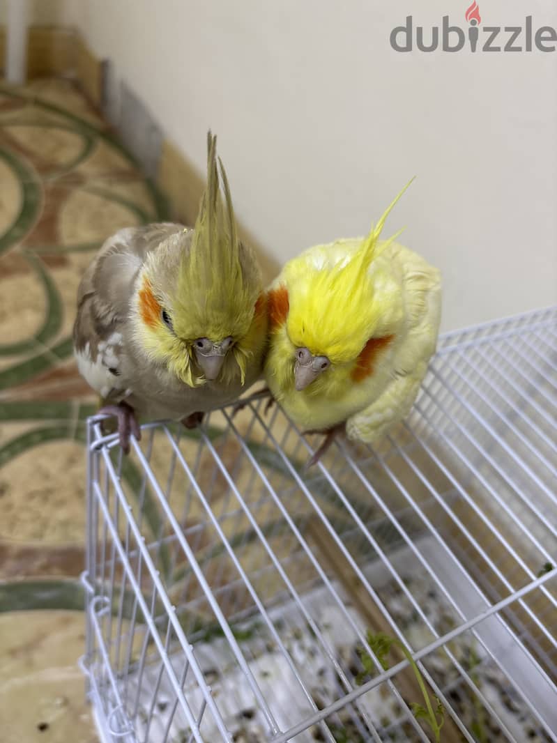 Cockatiel birds 3