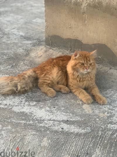 Percian Male cat