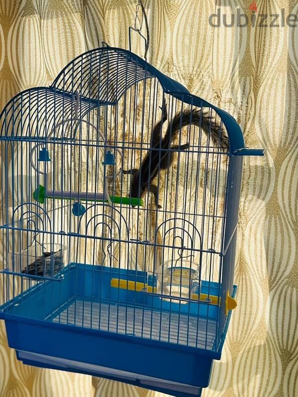 Squirrel  with cage 4