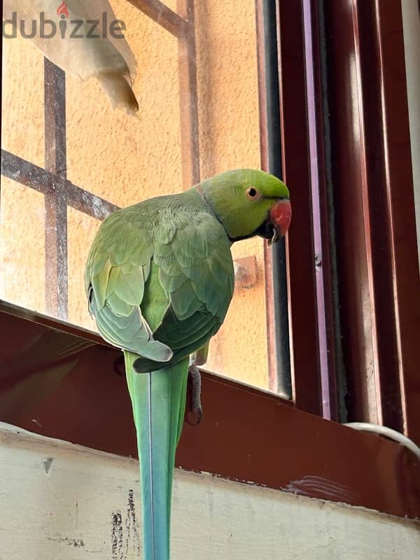 indian ringneck parrot male (NOT TAMED) 0