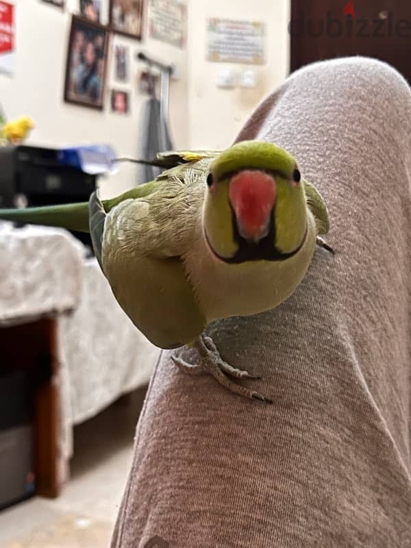 indian ringneck parrot male (NOT TAMED) 2