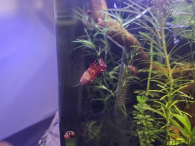 7 - female betta fishes 0