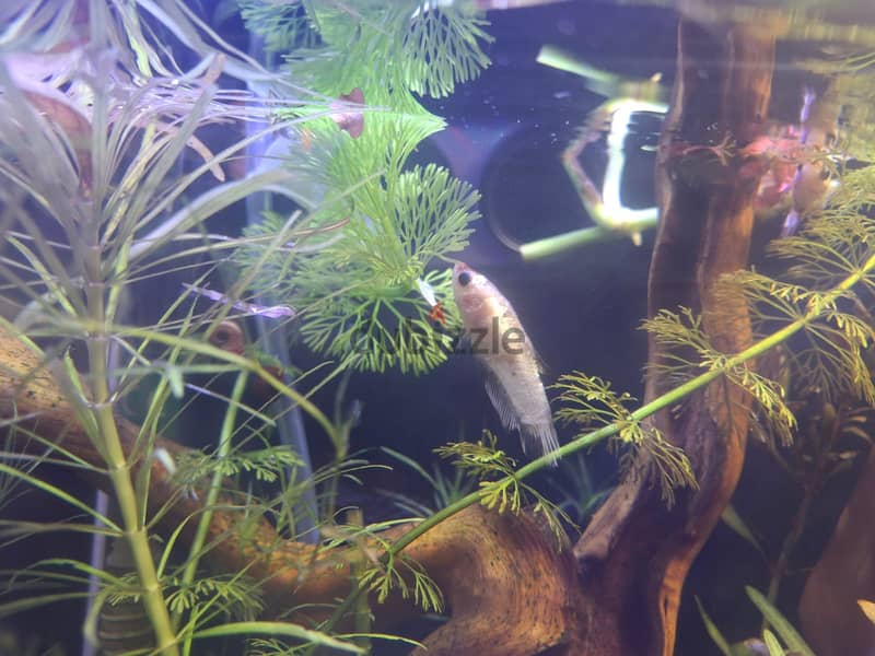 7 - female betta fishes 3