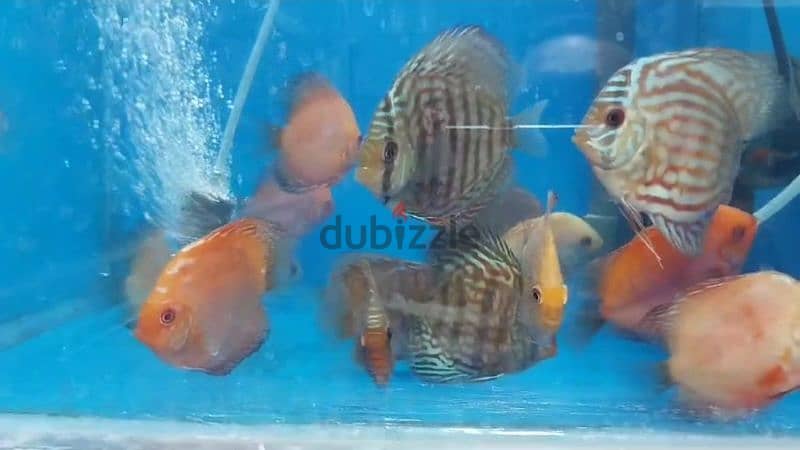 Discus fish 0