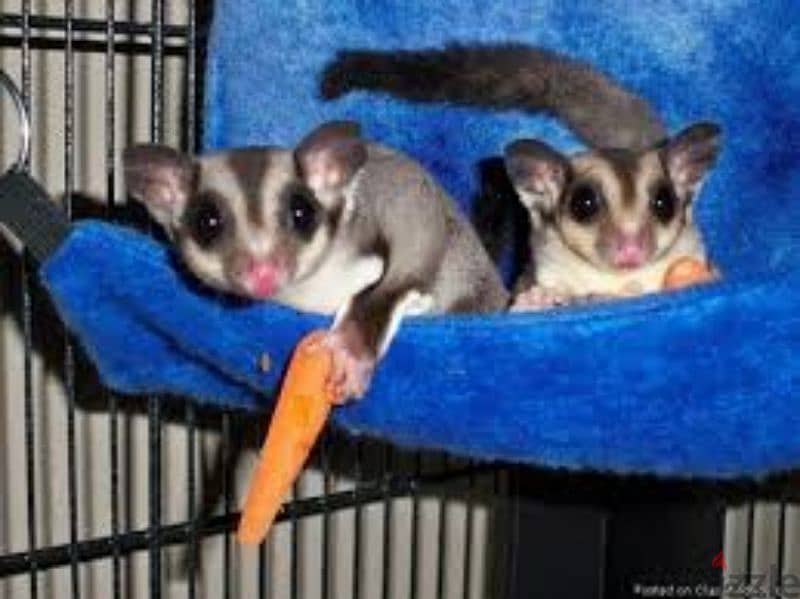 Sugar glider for sale 1