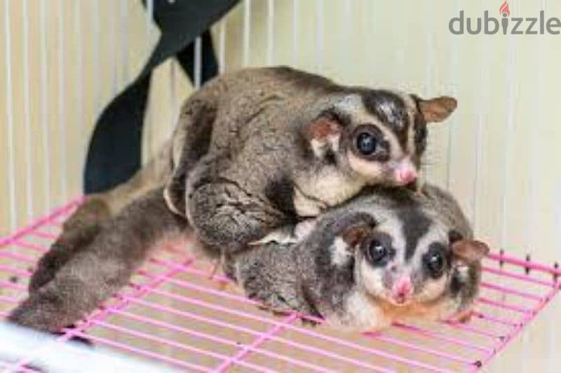 Sugar glider for sale 2