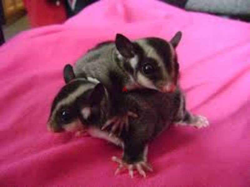 Sugar glider for sale 3