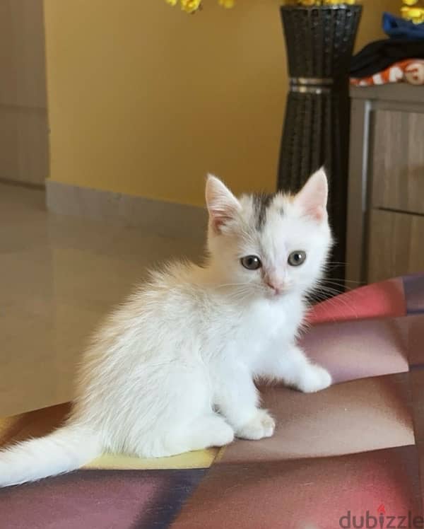 Pure Persian Kitten 0