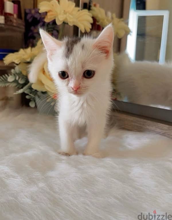 Pure Persian Kitten 1