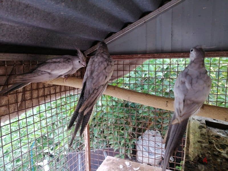 emerald cockatiel chicks 4