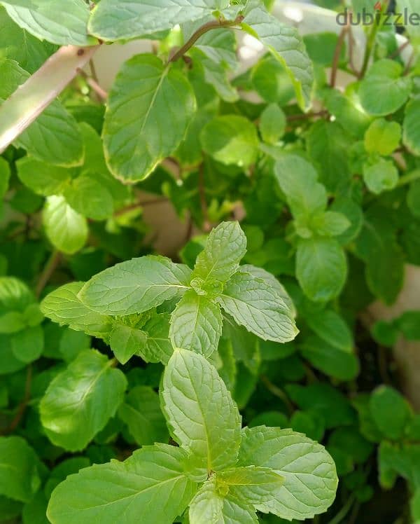 Mint plant 1