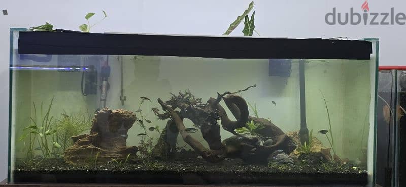 3 Aquarium for immediate sale 0