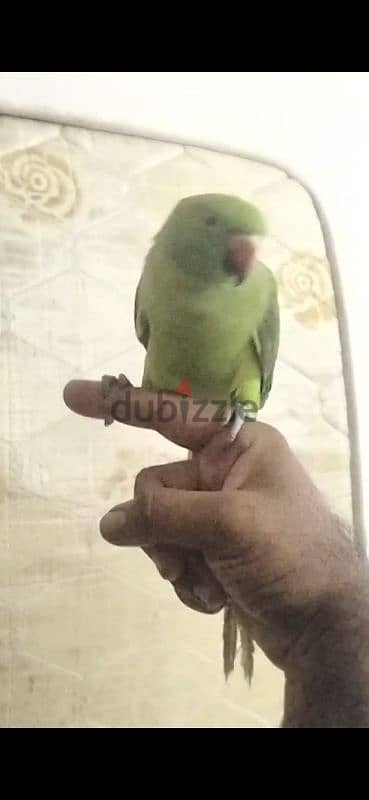 hand time parrot for sale 2