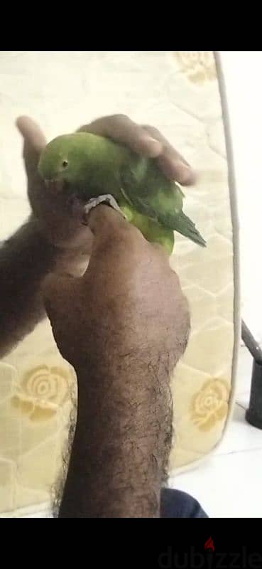 hand time parrot for sale 3