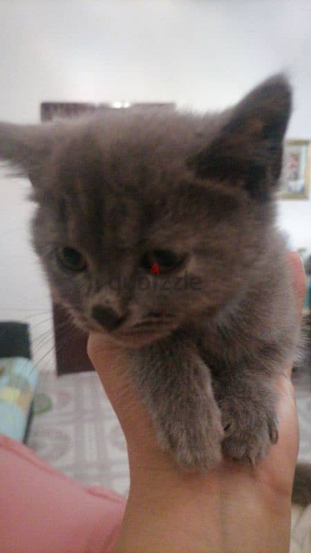 3 mos old kittens for sale 1