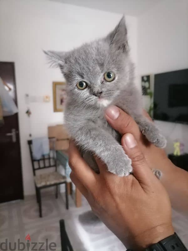 Turkish Angora for sale 0