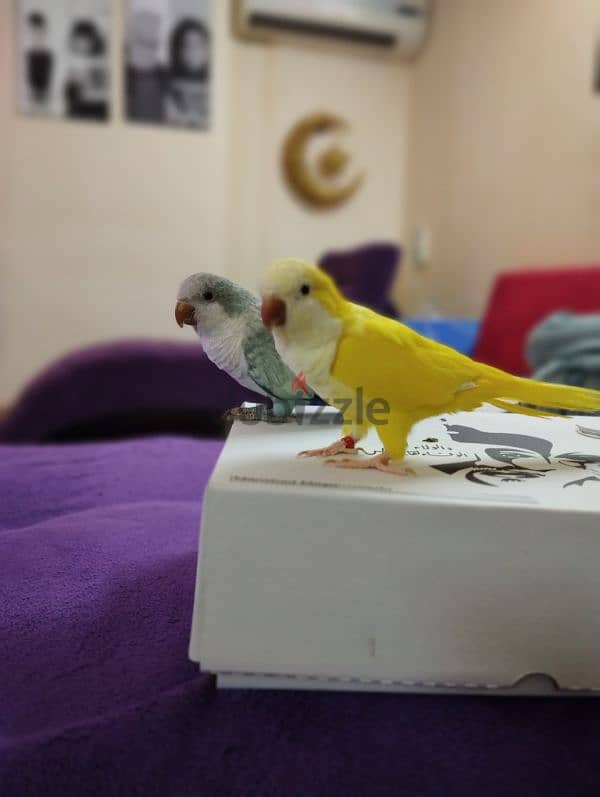 Beautiful quaker parrot blue and yellow 0