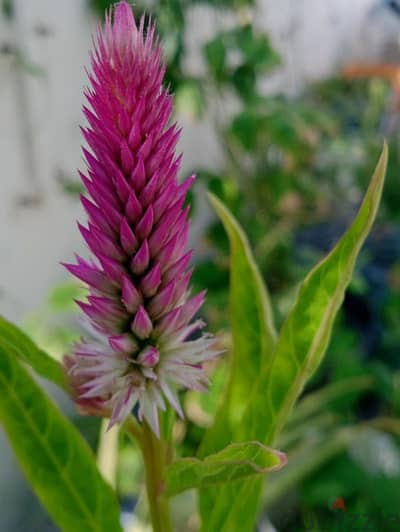 Amaranthus