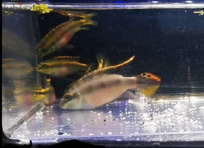 Kribensis cichlids