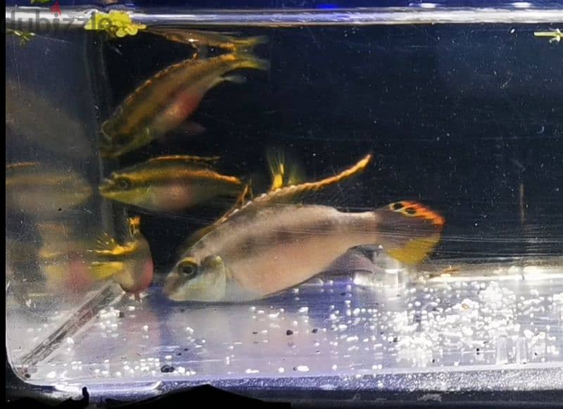 Kribensis cichlids 0